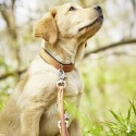 Laboni Amici Hundehalsband - Agof Store