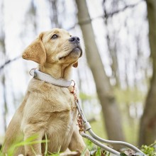 Laboni Amici Hundehalsband - Agof Store