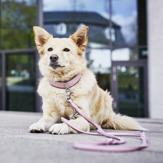 Laboni Amici Hundehalsband - Agof Store