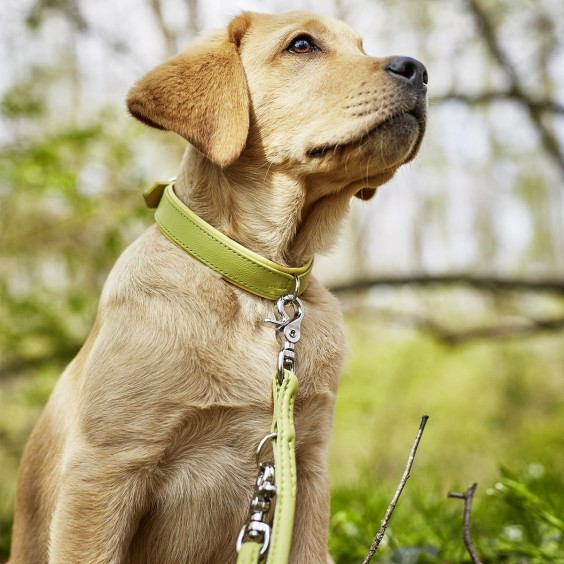 Laboni Amici Hundehalsband - Agof Store