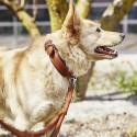Laboni Amici dog lead - Agof Store