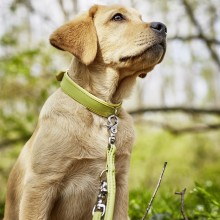 Laboni Amici dog lead - Agof Store Laboni Amici dog lead - Agof Store