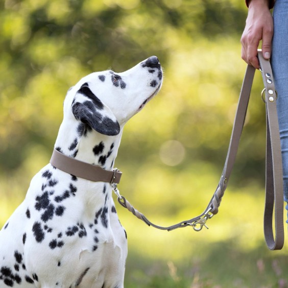 Laboni Giro Hundehalsband - Agof Store