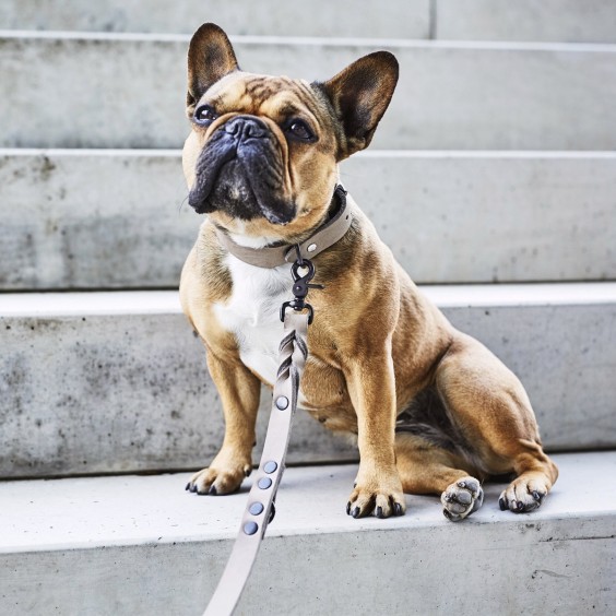 Laboni Giro Hundehalsband - Agof Store