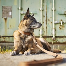 Laboni Giro Hundehalsband - Agof Store