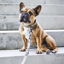 Laboni Giro dog lead - Agof Store Laboni Giro dog lead - Agof Store
