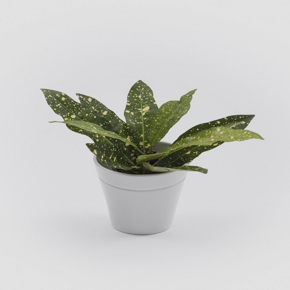 Window Garden vaso portafiori Danese Milano - Agof Store