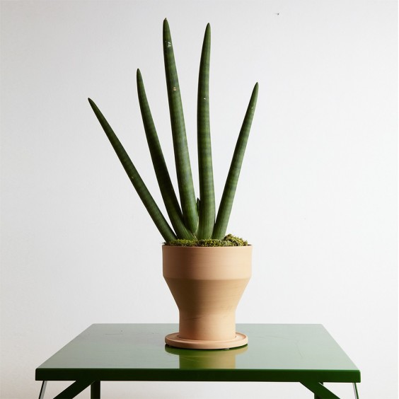Erba vaso Internoitaliano - Agof Store