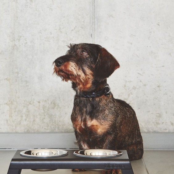 Bergamo collare per cani MiaCara - Agof Store