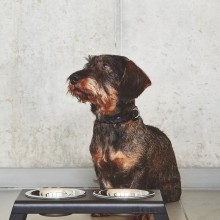 MiaCara Bergamo dog collar - Agof Store