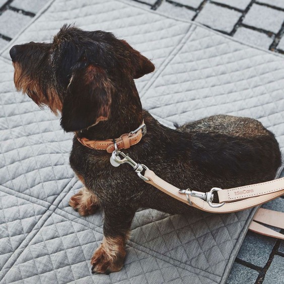 MiaCara Bergamo dog collar - Agof Store