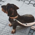 MiaCara Bergamo Hundehalsband - Agof Store
