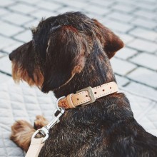 MiaCara Bergamo dog collar - Agof Store