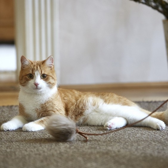 MiaCara Topo cat toy - Agof Store