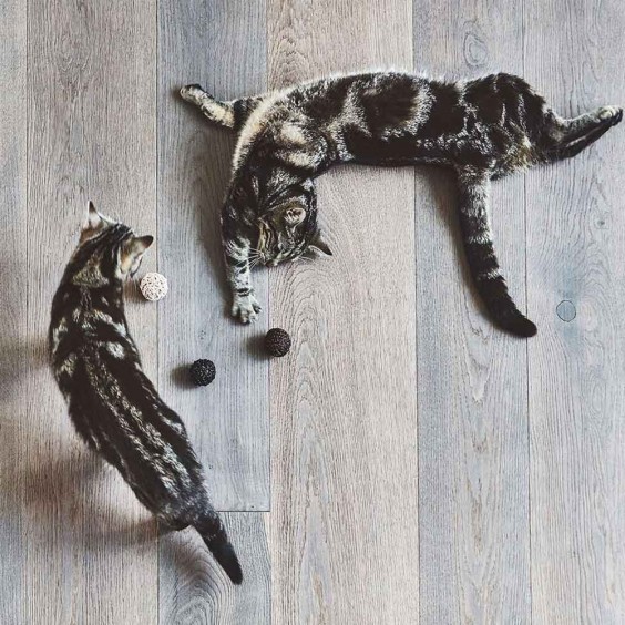 MiaCara Filo cat toy - Agof Store
